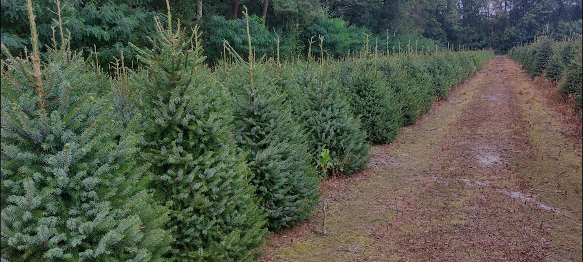 Onze Duurzame kerstbomen