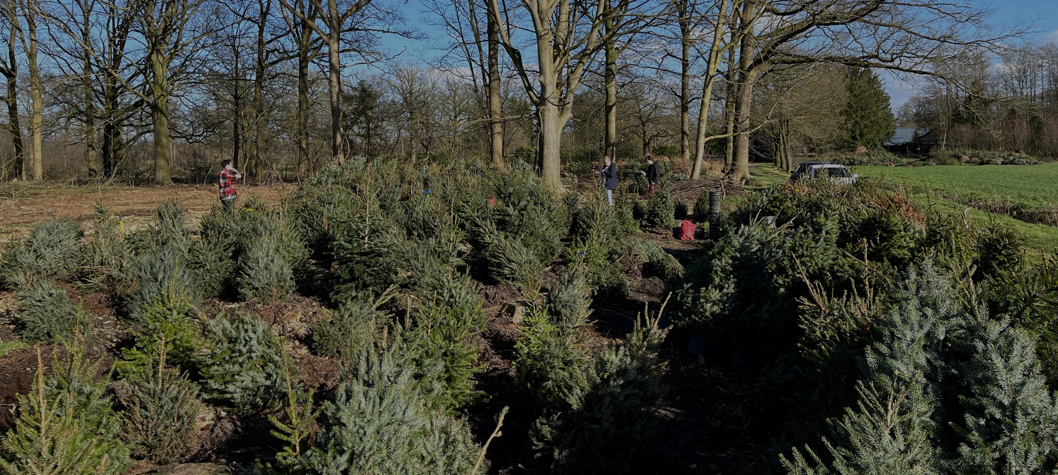 Alle bomen terug naar de natuur