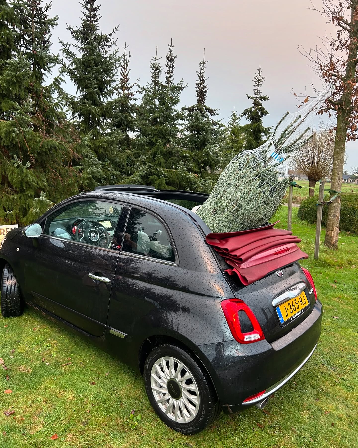 Kerstboom acclimatiseren