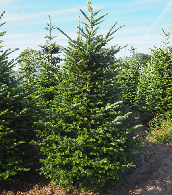 Rijen kerstbomen bij Kwekerij Overweg in Emst
