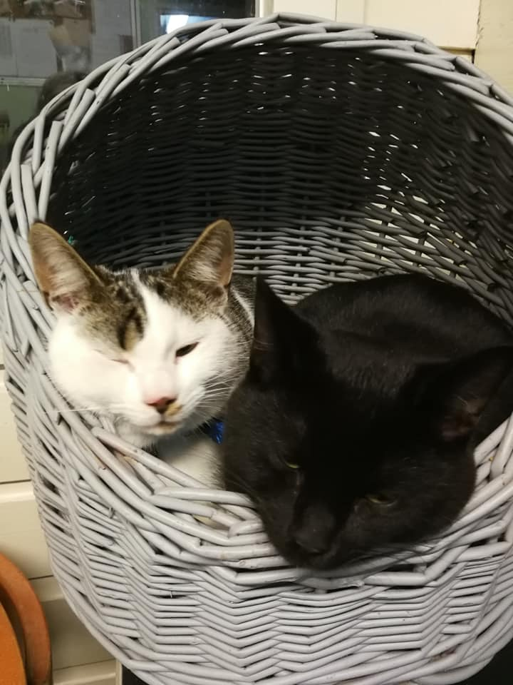 Kinderboerderij Dier en Wij