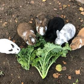 Kinderboerderij Dier en Wij