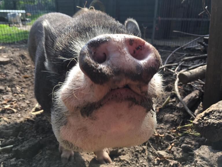 Kinderboerderij Dier en Wij
