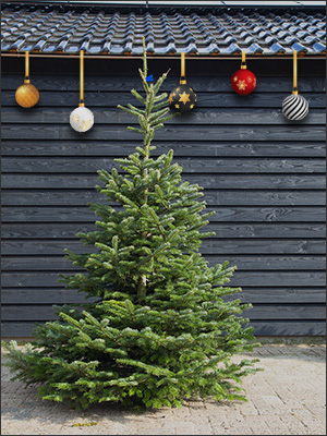 Nordmann 175 tot 200 cm (blauw)