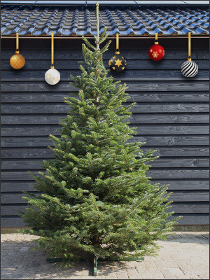 Samengroeiing religie Elasticiteit Nordmann 175 tot 200 cm (blauw) - Kies dit jaar voor een Duurzame Kerstboom