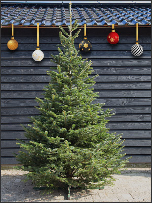 Nordmann 250 tot 300 cm (groen)
