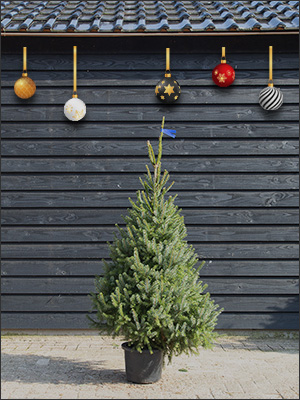 Servische Spar 125 tot 150 cm (BLAUW)