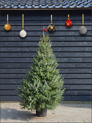 Servische Spar 175 tot 200 cm (ROOD)